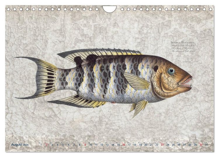 Produktbild: Antike Fischillustrationen nach Marcus Elieser Bloch (Wandkalender 2026 DIN A4 quer), CALVENDO Monatskalender