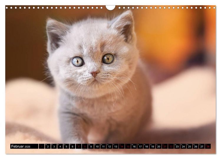 Produktbild: Niedliche BKH Katzenkinder (Wandkalender 2026 DIN A3 quer), CALVENDO Monatskalender