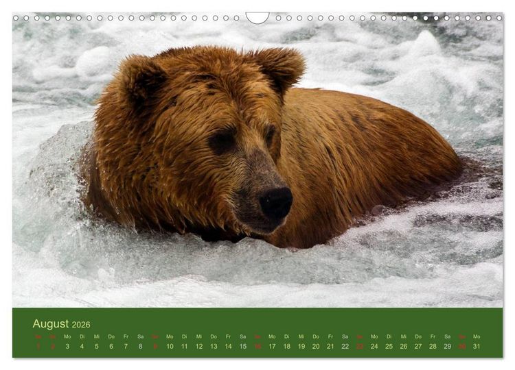 Produktbild: Der B&auml;renkalender 2026 CH-Version (Wandkalender 2026 DIN A3 quer), CALVENDO Monatskalender