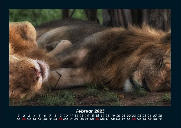 Produktbild: L&ouml;wen in der Wildnis 2025 Fotokalender DIN A4