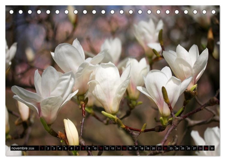 Produktbild: Magnolias en fleur (Calendrier de bureau 2026 DIN A5 vertical), CALVENDO calendrier mensuel