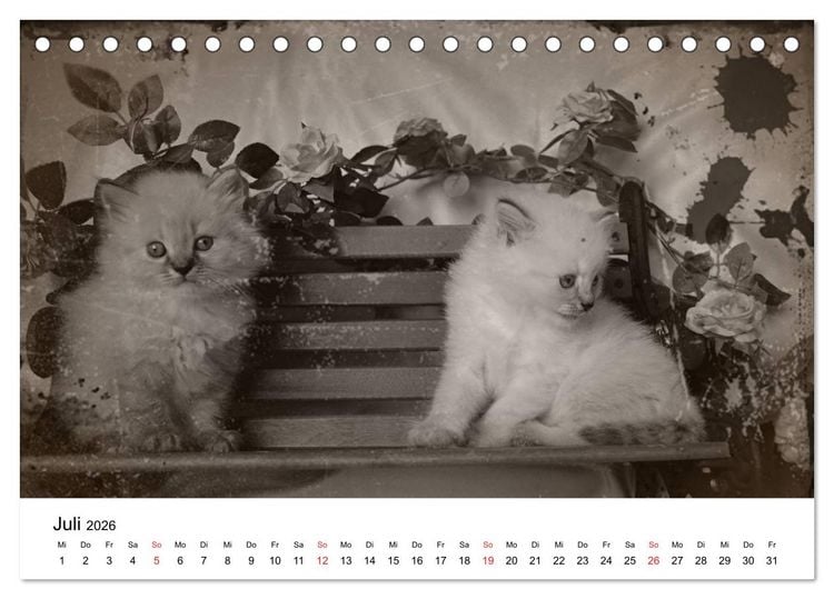Produktbild: Oma's Katzenkalender 2026 (Tischkalender 2026 DIN A5 quer), CALVENDO Monatskalender