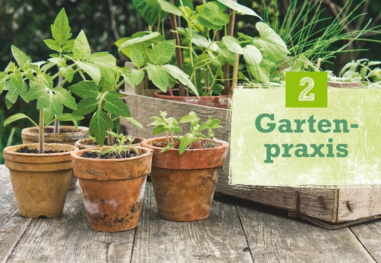 Produktbild: Obst & Gem&uuml;se selbst anbauen