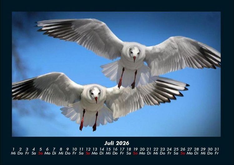 Produktbild: M&ouml;wen 2026 Fotokalender DIN A4