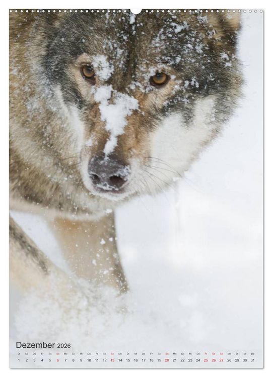 Produktbild: Emotionale Momente: Der Wolf. (hochwertiger Premium Wandkalender 2026 DIN A2 hoch), Kunstdruck in Hochglanz