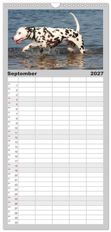 Produktbild: Familienplaner 2027 - Gefleckte Freunde - Hunderasse Dalmatiner mit 5 Spalten (Wandkalender, 21 x 45 cm) CALVENDO