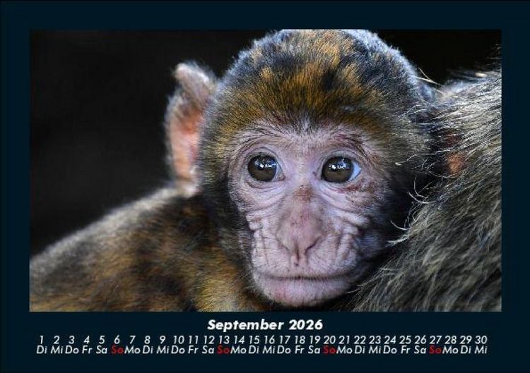Produktbild: Tierkalender 2026 Fotokalender DIN A5