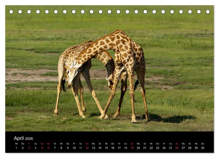 Produktbild: Giraffen &ndash; Faszination der Wildnis (Tischkalender 2026 DIN A5 quer), CALVENDO Monatskalender