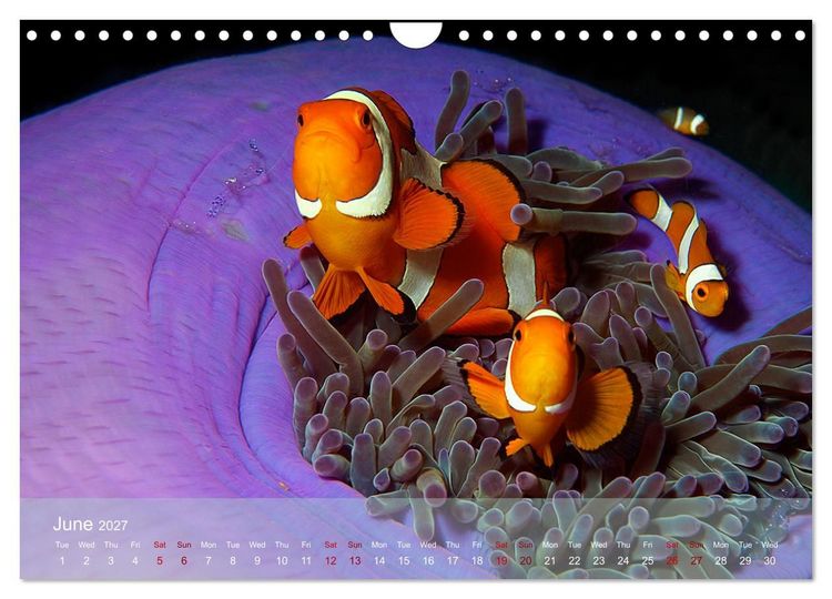 Produktbild: Anemonefish - always busy - always on the move (Wall Calendar 2027 DIN A4 landscape), CALVENDO 12 Month Wall Calendar