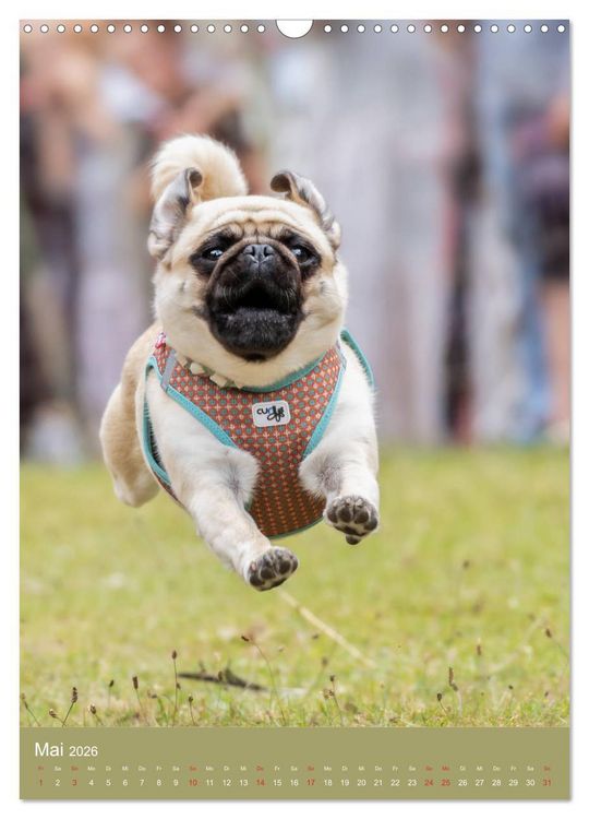 Produktbild: Mops-Rennen (Wandkalender 2026 DIN A3 hoch), CALVENDO Monatskalender