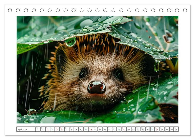 Produktbild: Lustige Igel (Tischkalender 2026 DIN A5 quer), CALVENDO Monatskalender