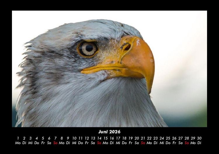 Produktbild: Adler 2026 Fotokalender DIN A3