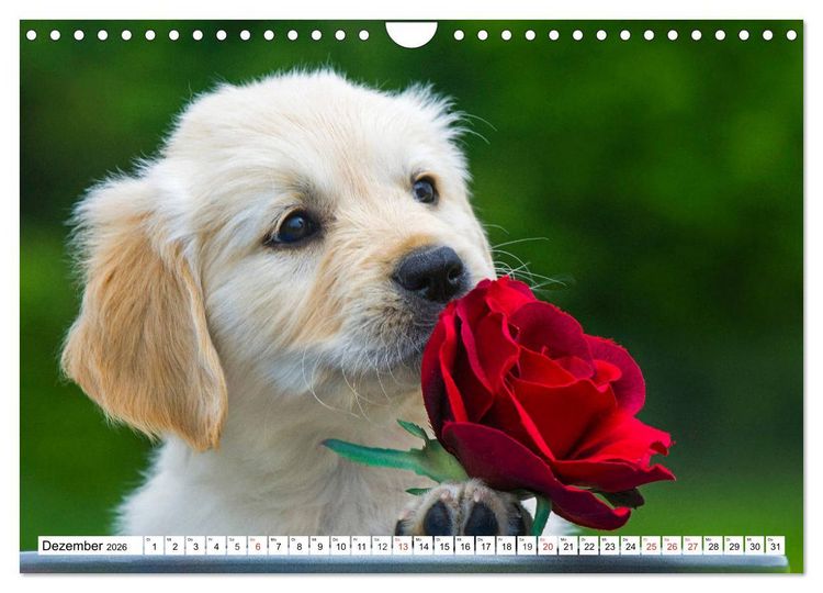 Produktbild: Goldige Herzensbrecher - Golden Retriever Welpen (Wandkalender 2026 DIN A4 quer), CALVENDO Monatskalender