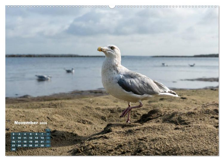 Produktbild: M&ouml;wen frech und witzig (hochwertiger Premium Wandkalender 2026 DIN A2 quer), Kunstdruck in Hochglanz