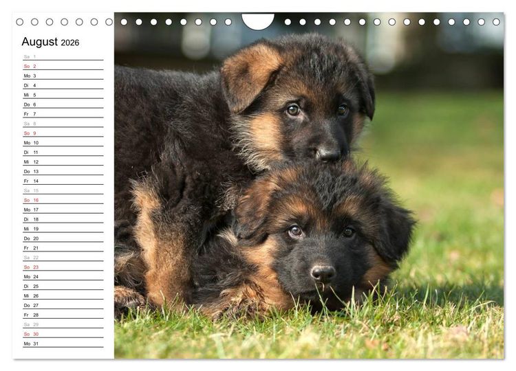 Produktbild: Deutscher Sch&auml;ferhund - Welpen (Wandkalender 2026 DIN A4 quer), CALVENDO Monatskalender