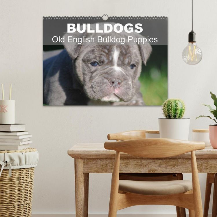 Produktbild: Bulldogs - Old English Bulldog Puppies (Wall Calendar 2026 DIN A3 landscape), CALVENDO 12 Month Wall Calendar