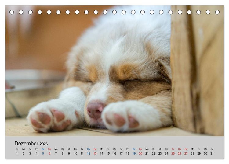 Produktbild: Australian Shepherd Welpen 2026 (Tischkalender 2026 DIN A5 quer), CALVENDO Monatskalender