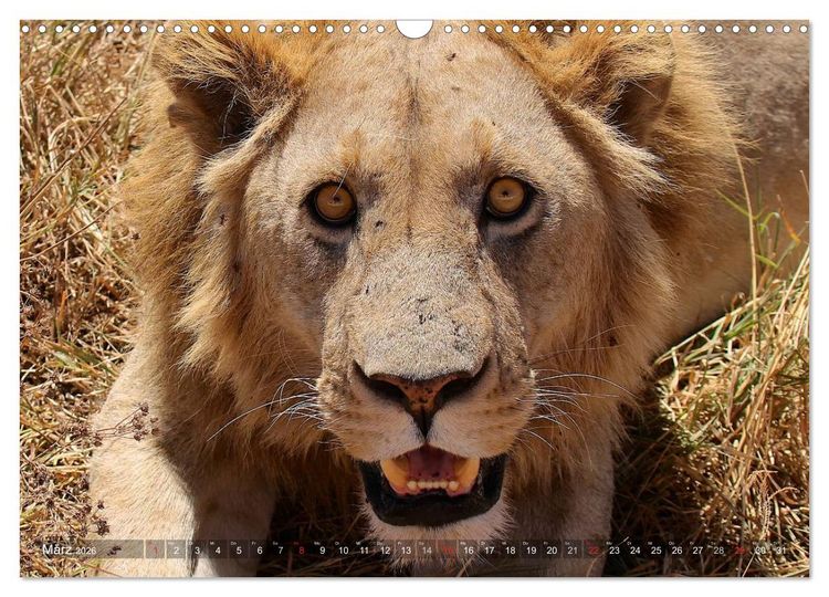 Produktbild: Tansania - Faszinierendes Afrika (Wandkalender 2026 DIN A3 quer), CALVENDO Monatskalender