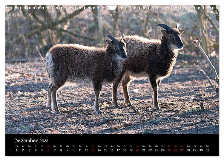 Produktbild: Schafe und L&auml;mmer (Wandkalender 2026 DIN A3 quer), CALVENDO Monatskalender
