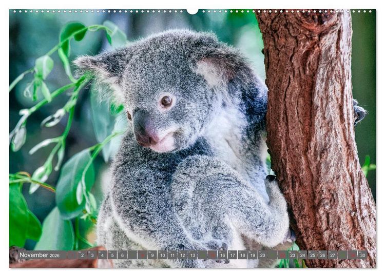 Produktbild: Koalas - Kuscheliges Symbol Australiens (Wandkalender 2026 DIN A2 quer), CALVENDO Monatskalender