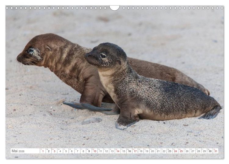 Produktbild: Galapagos. Verzauberte Inseln (Wandkalender 2026 DIN A3 quer), CALVENDO Monatskalender