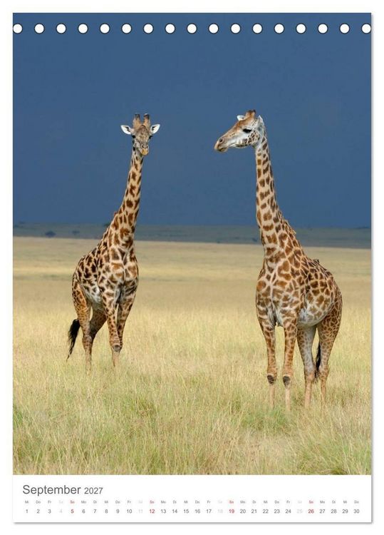 Produktbild: Magie des Augenblicks - Giraffen - Riesen der Savanne (Tischkalender 2027 DIN A5 hoch), CALVENDO Monatskalender