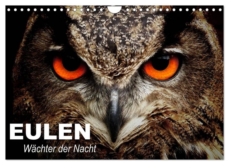 Produktbild: Eulen. W&auml;chter der Nacht (Wandkalender 2026 DIN A4 quer), CALVENDO Monatskalender