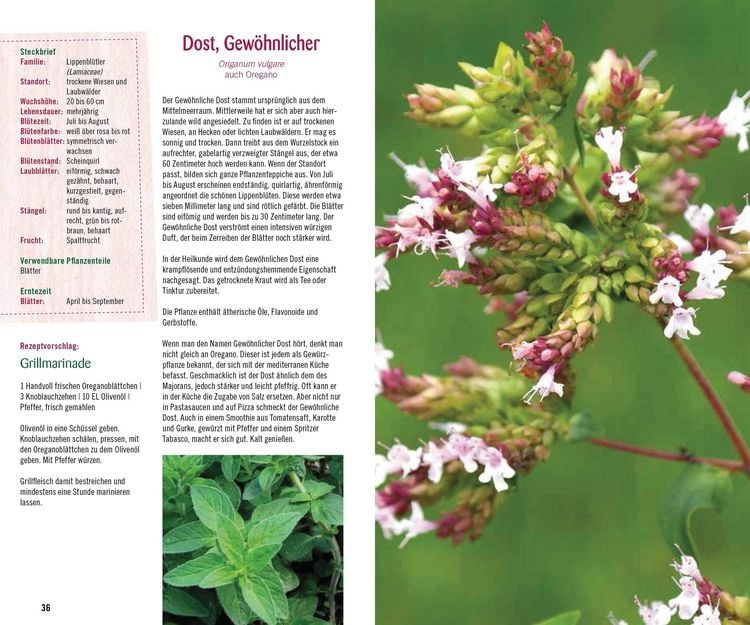 Produktbild: Essbare Kr&auml;uter und Wildpflanzen