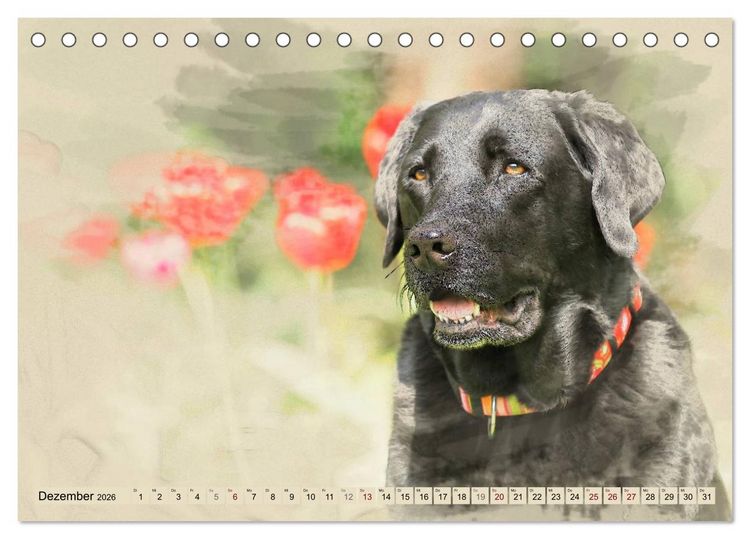 Produktbild: Labrador Retriever 2026 (Tischkalender 2026 DIN A5 quer), CALVENDO Monatskalender