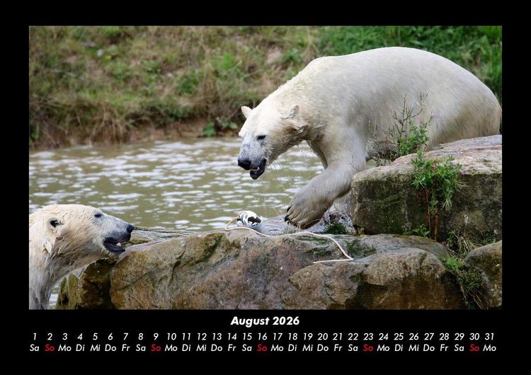 Produktbild: Der Tierkalender 2026 Fotokalender DIN A3