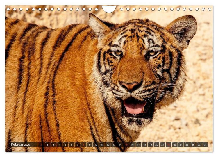 Produktbild: Raubkatzen. Wild, sch&ouml;n und kraftvoll (Wandkalender 2026 DIN A4 quer), CALVENDO Monatskalender