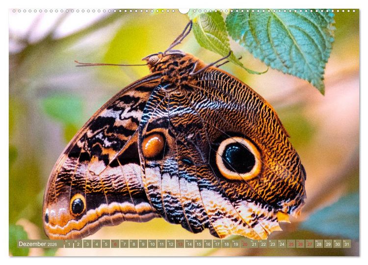 Produktbild: Schmetterlinge im Fokus (Wandkalender 2026 DIN A2 quer), CALVENDO Monatskalender
