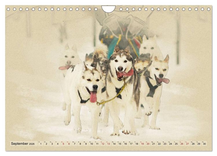 Produktbild: Schlittenhunde 2026 (Wandkalender 2026 DIN A4 quer), CALVENDO Monatskalender
