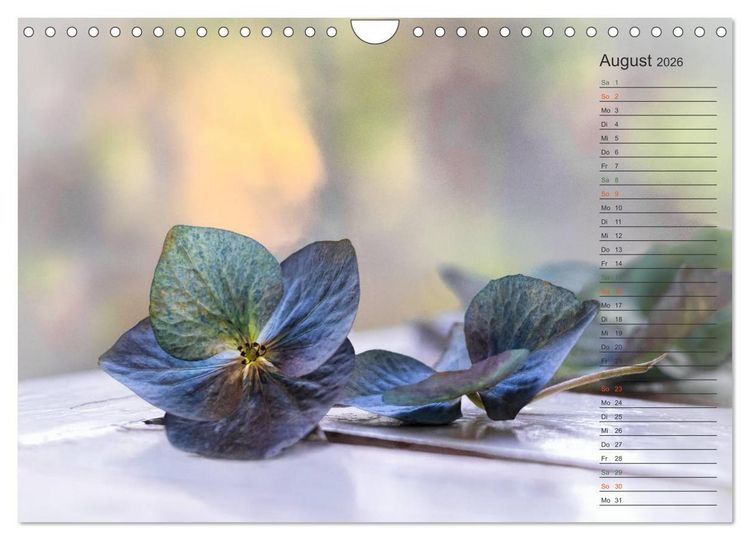 Produktbild: Die Hortensie und ihre vielen Gesichter (Wandkalender 2026 DIN A4 quer), CALVENDO Monatskalender