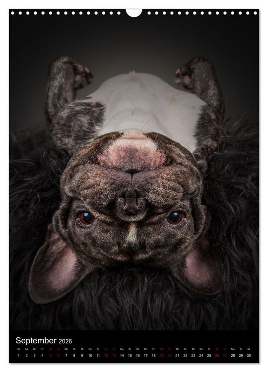 Produktbild: Bullyzauber - Franz&ouml;sische Bulldoggen (Wandkalender 2026 DIN A3 hoch), CALVENDO Monatskalender