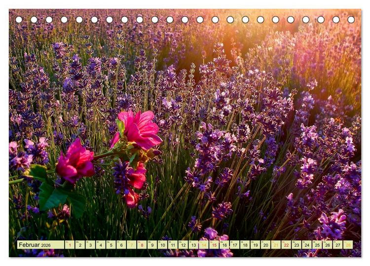 Produktbild: Traum-Ziele - Lavendel der Provence, Frankreich (Tischkalender 2026 DIN A5 quer), CALVENDO Monatskalender