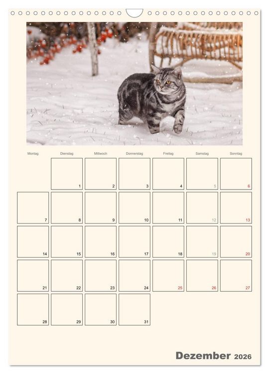 Produktbild: Schmusige Britisch Kurzhaar (Wandkalender 2026 DIN A3 hoch), CALVENDO Monatskalender