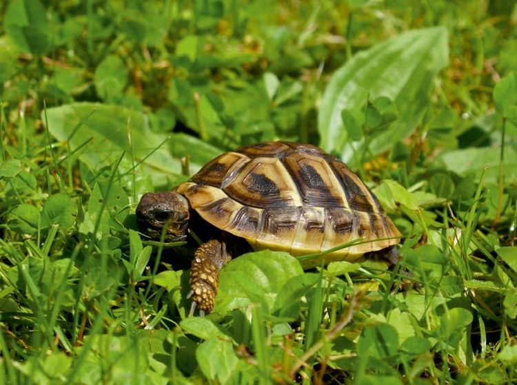 Produktbild: Griechisches Landschildkr&ouml;ten Baby (Puzzle)