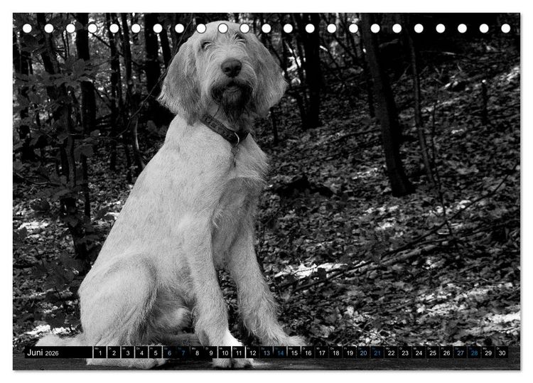 Produktbild: Carissimo Spinone Italiano (Tischkalender 2026 DIN A5 quer), CALVENDO Monatskalender