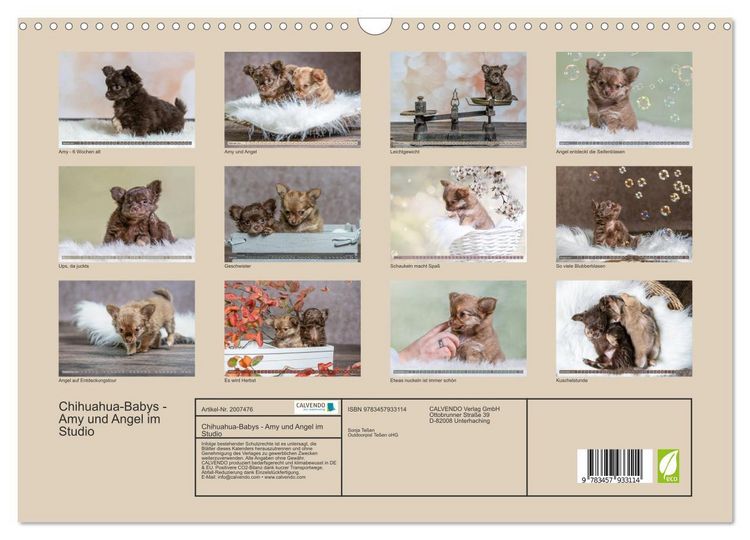 Produktbild: Chihuahua-Babys - Amy und Angel im Studio (Wandkalender 2026 DIN A3 quer), CALVENDO Monatskalender