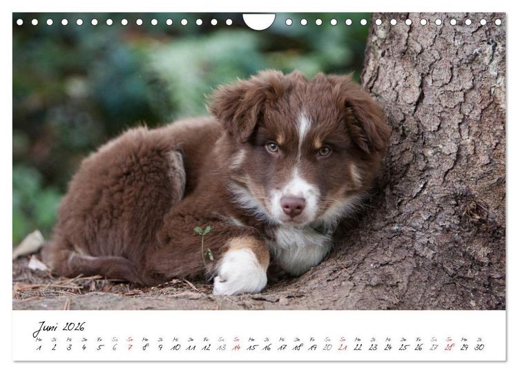 Produktbild: Aussie Welpen 2026 (Wandkalender 2026 DIN A4 quer), CALVENDO Monatskalender