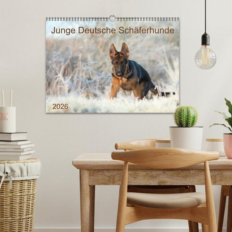 Produktbild: Junge Deutsche Sch&auml;ferhunde (Wandkalender 2026 DIN A3 quer), CALVENDO Monatskalender