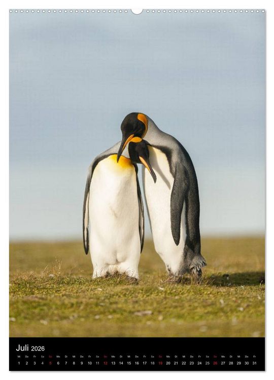 Produktbild: Pinguine - Wackeln im Thermo-Frack (hochwertiger Premium Wandkalender 2026 DIN A2 hoch), Kunstdruck in Hochglanz