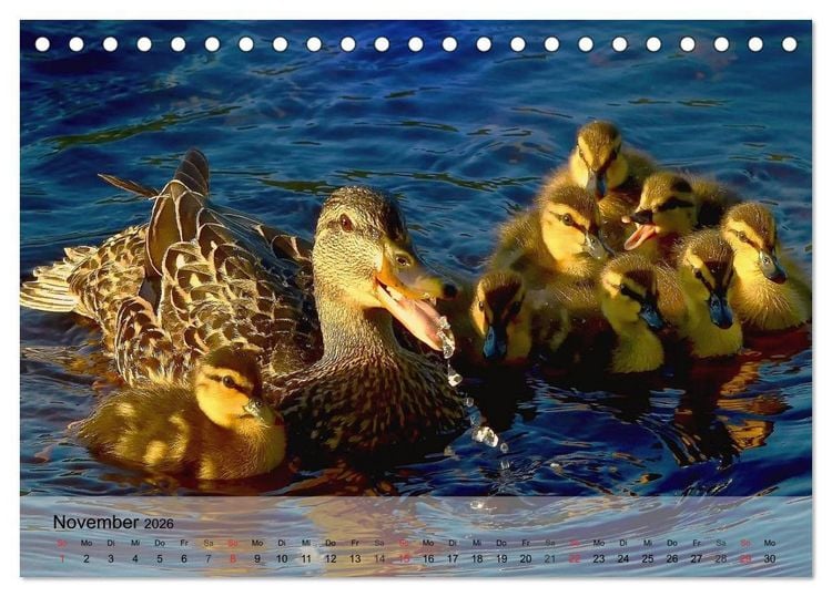 Produktbild: G&auml;nse und Enten. Schnattern, watscheln, quaken! (Tischkalender 2026 DIN A5 quer), CALVENDO Monatskalender