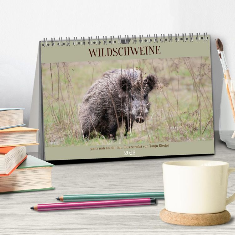 Produktbild: Wildschweine ganz nah an der Sau (Sus scrofa) von Tanja Riedel (Tischkalender 2026 DIN A5 quer), CALVENDO Monatskalender