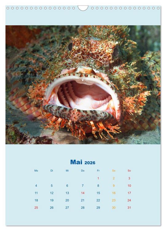 Produktbild: Portraitaufnahmen - Fische (Wandkalender 2026 DIN A3 hoch), CALVENDO Monatskalender
