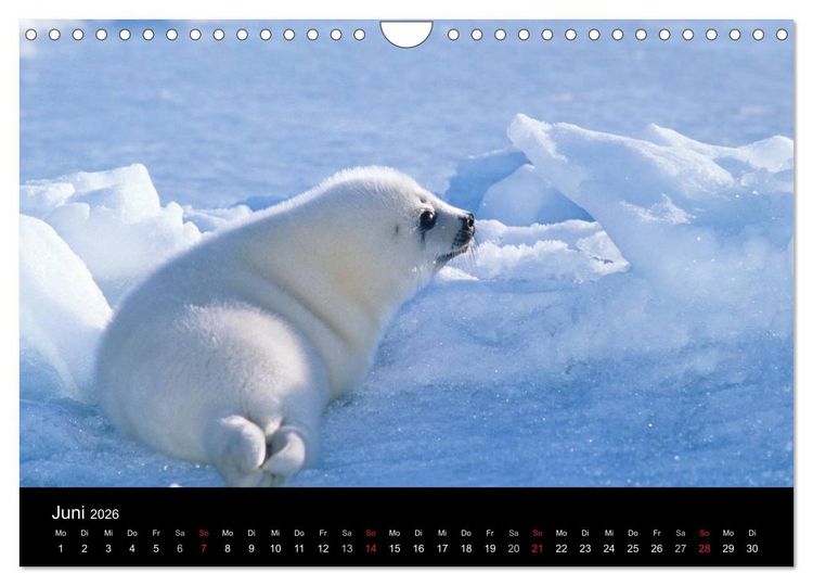 Produktbild: Arktis und Antarktis (Wandkalender 2026 DIN A4 quer), CALVENDO Monatskalender