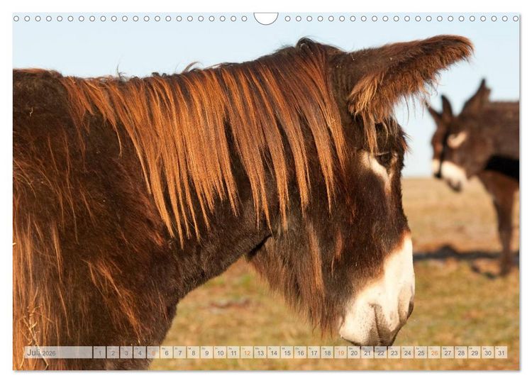 Produktbild: Zauberhafte Esel (Wandkalender 2026 DIN A3 quer), CALVENDO Monatskalender