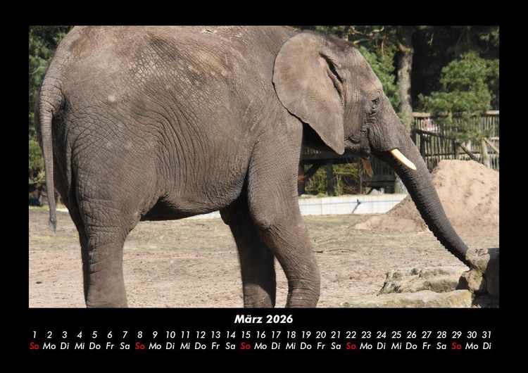 Produktbild: Der Elefantenkalender 2026 Fotokalender DIN A3