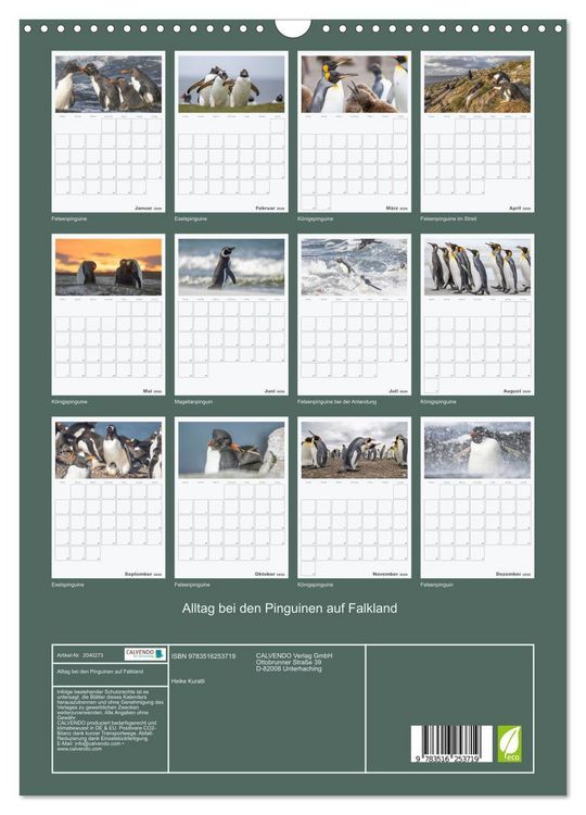 Produktbild: Alltag bei den Pinguinen auf Falkland (Wandkalender 2026 DIN A3 hoch), CALVENDO Monatskalender